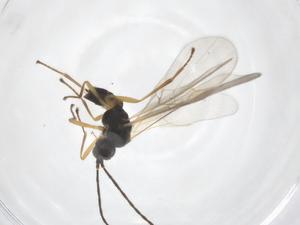  (Mirax Malaise8493 - CBG-A57984-H08)  @11 [ ] CreativeCommons - Attribution Share - Alike (2024) Centre for Biodiversity Genomics Centre for Biodiversity Genomics