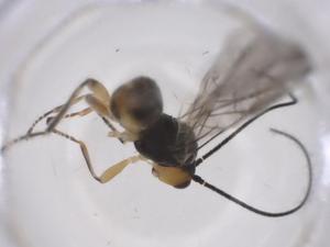  ( - CBG-A58217-D08)  @11 [ ] CreativeCommons - Attribution Share - Alike (2024) Centre for Biodiversity Genomics Centre for Biodiversity Genomics