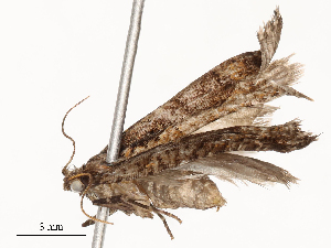  (tortMalaise6163 Malaise6163 - CBG-A58561-B05)  @11 [ ] CreativeCommons - Attribution Share - Alike (2024) CBG Photography Group Centre for Biodiversity Genomics