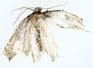  (nocMalaise01 - BIOUG62730-A09)  @11 [ ] CreativeCommons - Attribution (2022) CBG Photography Group Centre for Biodiversity Genomics