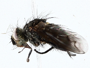  (Trafoia Malaise4420 - BIOUG62730-E07)  @11 [ ] CreativeCommons - Attribution (2022) CBG Photography Group Centre for Biodiversity Genomics