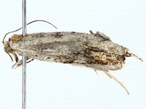  ( - BIOUG70310-C09)  @11 [ ] CreativeCommons - Attribution (2022) CBG Photography Group Centre for Biodiversity Genomics