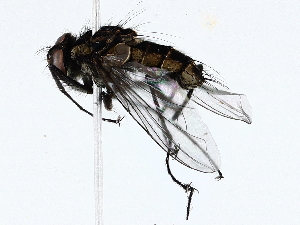  ( - BIOUG72944-C04)  @11 [ ] CreativeCommons - Attribution (2022) CBG Photography Group Centre for Biodiversity Genomics