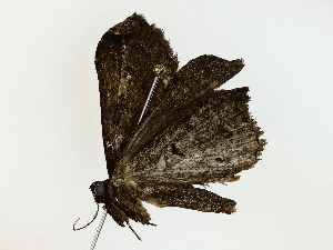  ( - BIOUG77727-D01)  @11 [ ] CreativeCommons - Attribution (2022) CBG Photography Group Centre for Biodiversity Genomics