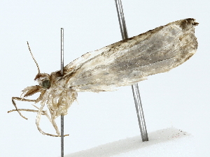  ( - BIOUG77727-G11)  @11 [ ] CreativeCommons - Attribution (2022) CBG Photography Group Centre for Biodiversity Genomics