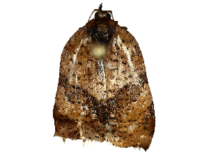  (Argyrotaenia 3757 - BIOUG77728-E10)  @11 [ ] CreativeCommons - Attribution (2022) CBG Photography Group Centre for Biodiversity Genomics