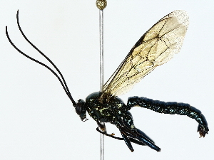  ( - BIOUG77729-F03)  @11 [ ] CreativeCommons - Attribution (2022) CBG Photography Group Centre for Biodiversity Genomics