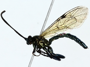  ( - BIOUG77730-B12)  @11 [ ] CreativeCommons - Attribution (2022) CBG Photography Group Centre for Biodiversity Genomics