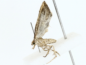  ( - BIOUG77730-E05)  @11 [ ] CreativeCommons - Attribution (2022) CBG Photography Group Centre for Biodiversity Genomics