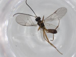  ( - BIOUG77835-F06)  @11 [ ] CreativeCommons - Attribution (2022) Centre for Biodiversity Genomics Centre for Biodiversity Genomics