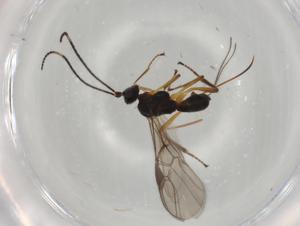  ( - BIOUG77836-C04)  @11 [ ] CreativeCommons - Attribution (2022) Centre for Biodiversity Genomics Centre for Biodiversity Genomics