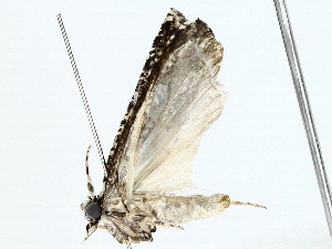  ( - BIOUG85269-F05)  @11 [ ] CreativeCommons - Attribution (2022) CBG Photography Group Centre for Biodiversity Genomics