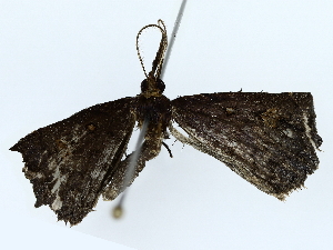  ( - BIOUG85302-A10)  @11 [ ] CreativeCommons - Attribution (2022) CBG Photography Group Centre for Biodiversity Genomics