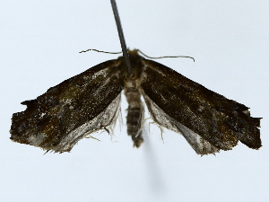  ( - BIOUG85302-E12)  @11 [ ] CreativeCommons - Attribution (2022) CBG Photography Group Centre for Biodiversity Genomics