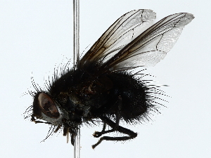 (Chrysoexorista Malaise9603 - BIOUG85451-F11)  @11 [ ] CreativeCommons - Attribution (2022) CBG Photography Group Centre for Biodiversity Genomics