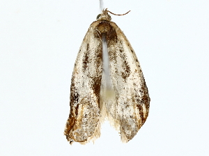  ( - BIOUG85452-F04)  @11 [ ] CreativeCommons - Attribution (2022) CBG Photography Group Centre for Biodiversity Genomics