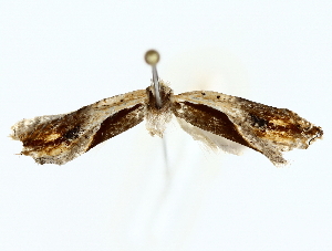  ( - BIOUG85453-D06)  @11 [ ] CreativeCommons - Attribution (2022) CBG Photography Group Centre for Biodiversity Genomics