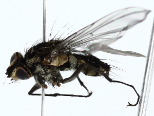  ( - BIOUG85454-B11)  @11 [ ] CreativeCommons - Attribution (2022) CBG Photography Group Centre for Biodiversity Genomics