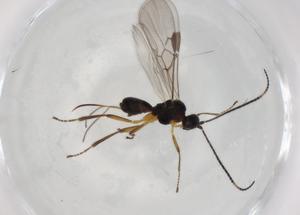  ( - BIOUG86368-B10)  @11 [ ] CreativeCommons - Attribution (2022) Centre for Biodiversity Genomics Centre for Biodiversity Genomics