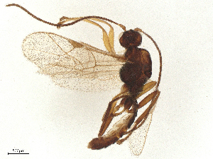  ( - BIOUG86573-D07)  @11 [ ] CreativeCommons - Attribution Share - Alike (2025) CBG Photography Group Centre for Biodiversity Genomics