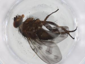  (Triarthria Malaise6619 - BIOUG86619-E09)  @11 [ ] CreativeCommons - Attribution (2022) Centre for Biodiversity Genomics Centre for Biodiversity Genomics