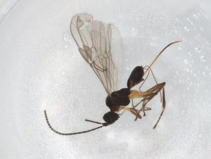  ( - BIOUG86706-G10)  @11 [ ] CreativeCommons - Attribution (2022) Centre for Biodiversity Genomics Centre for Biodiversity Genomics