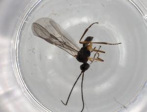  ( - BIOUG88945-H01)  @11 [ ] CreativeCommons - Attribution (2022) Centre for Biodiversity Genomics Centre for Biodiversity Genomics