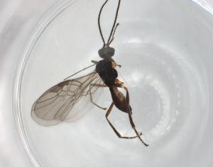  ( - BIOUG88947-H05)  @11 [ ] CreativeCommons - Attribution (2022) Centre for Biodiversity Genomics Centre for Biodiversity Genomics