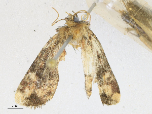  (Lacinipolia Malaise5196 - CBG-A16706-E05)  @11 [ ] CreativeCommons - Attribution Share - Alike (2023) CBG Photography Group Centre for Biodiversity Genomics