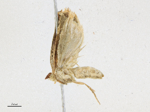  (tortmalaise01 - CBG-A16706-F07)  @11 [ ] CreativeCommons - Attribution Share - Alike (2023) CBG Photography Group Centre for Biodiversity Genomics