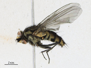  ( - CBG-A16707-D05)  @11 [ ] CreativeCommons - Attribution Share - Alike (2023) CBG Photography Group Centre for Biodiversity Genomics