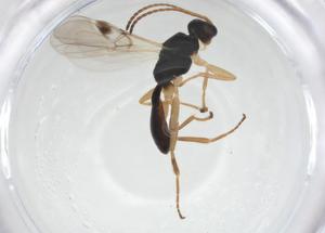  (Leiophron malaise4956 - CBG-A20606-D12)  @11 [ ] CreativeCommons - Attribution Share - Alike (2023) Centre for Biodiversity Genomics Centre for Biodiversity Genomics