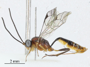  (tersiMalaise01 Malaise3652 - BIOUG58686-G06)  @11 [ ] CreativeCommons - Attribution (2023) CBG Photography Group Centre for Biodiversity Genomics