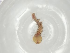  ( - BIOUG70784-H11)  @11 [ ] CreativeCommons - Attribution (2023) Centre for Biodiversity Genomics Centre for Biodiversity Genomics