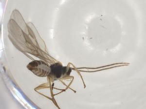  ( - BIOUG70798-G07)  @11 [ ] CreativeCommons - Attribution (2023) Centre for Biodiversity Genomics Centre for Biodiversity Genomics