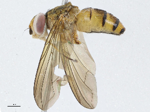  (Clausicella Janzen4306 - BIOUG91392-B09)  @11 [ ] CreativeCommons - Attribution (2023) CBG Photography Group Centre for Biodiversity Genomics