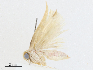  ( - BIOUG91392-C02)  @11 [ ] CreativeCommons - Attribution (2023) CBG Photography Group Centre for Biodiversity Genomics