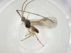  ( - CBG-A00567-B01)  @11 [ ] CreativeCommons - Attribution (2023) Centre for Biodiversity Genomics Centre for Biodiversity Genomics