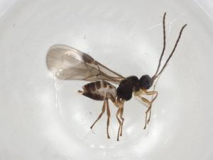  (Mirax Malaise5633 - CBG-A04192-B04)  @11 [ ] CreativeCommons - Attribution (2023) Centre for Biodiversity Genomics Centre for Biodiversity Genomics