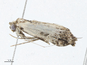  ( - CBG-A04562-D10)  @11 [ ] CreativeCommons - Attribution (2023) CBG Photography Group Centre for Biodiversity Genomics