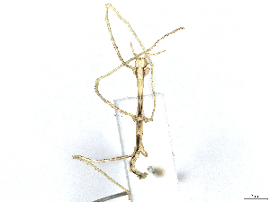  ( - CBG-A04562-F03)  @11 [ ] CreativeCommons - Attribution (2023) CBG Photography Group Centre for Biodiversity Genomics