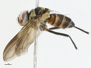  (Zelia Malaise6615 - CBG-A04578-E01)  @11 [ ] CreativeCommons - Attribution (2023) CBG Photography Group Centre for Biodiversity Genomics