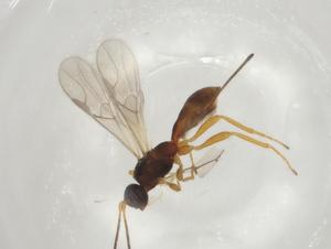  ( - CBG-A04613-E03)  @11 [ ] CreativeCommons - Attribution (2023) Centre for Biodiversity Genomics Centre for Biodiversity Genomics