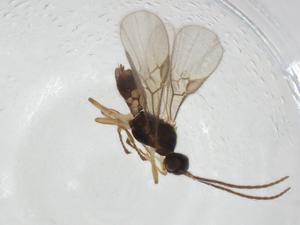  ( - CBG-A11648-B01)  @11 [ ] CreativeCommons - Attribution Share - Alike (2023) Centre for Biodiversity Genomics Centre for Biodiversity Genomics