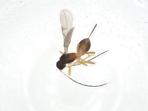  (Ecphylus Malaise2995 - CBG-A11654-F01)  @11 [ ] CreativeCommons - Attribution Share - Alike (2023) Centre for Biodiversity Genomics Centre for Biodiversity Genomics