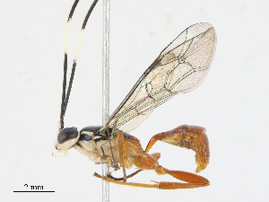  ( - CBG-A13281-D06)  @11 [ ] CreativeCommons - Attribution Share - Alike (2023) CBG Photography Group Centre for Biodiversity Genomics