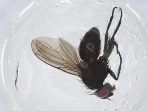  (Paracraspedothrix Malaise0678 - CBG-A13374-C02)  @11 [ ] CreativeCommons - Attribution Share - Alike (2023) Centre for Biodiversity Genomics Centre for Biodiversity Genomics