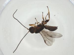  ( - CBG-A28182-C02)  @11 [ ] CreativeCommons - Attribution Share - Alike (2024) Centre for Biodiversity Genomics Centre for Biodiversity Genomics