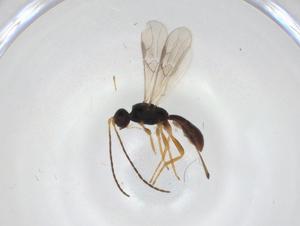  ( - CBG-A28212-F02)  @11 [ ] CreativeCommons - Attribution Share - Alike (2024) Centre for Biodiversity Genomics Centre for Biodiversity Genomics