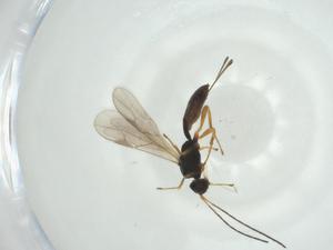  ( - CBG-A28223-E09)  @11 [ ] CreativeCommons - Attribution Share - Alike (2024) Centre for Biodiversity Genomics Centre for Biodiversity Genomics